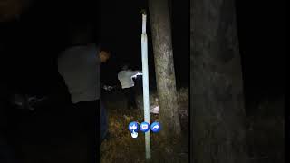 Download lagu Perwujudan Cindramata Tasbeh‼️#shorts #hutan #alamliar mp3