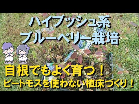 ブルーベリー狩り: これが最良の方法です 植物