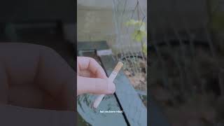 Download lagu mentahan story wa #statuswhatsapp #status #smoking #smoke #rain #shorts mp3