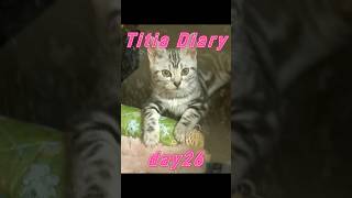 Titia Diary10「仔猫お迎えしました」【day26to35】 #アメリカンショートヘアー #シルバータビー #shorts
