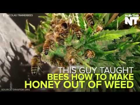 This Guys Bees Make Honey Out Of Cannabis/Weed/Dope