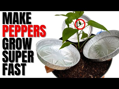 Simple Trick To Make Peppers Grow Super Fast