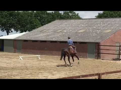 Grand Prix 6yo Diarado X Rascin X Indoctro