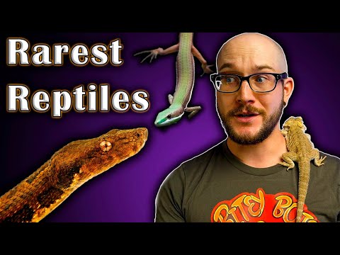 5 GREAT Pet Reptiles You've Never Heard Of