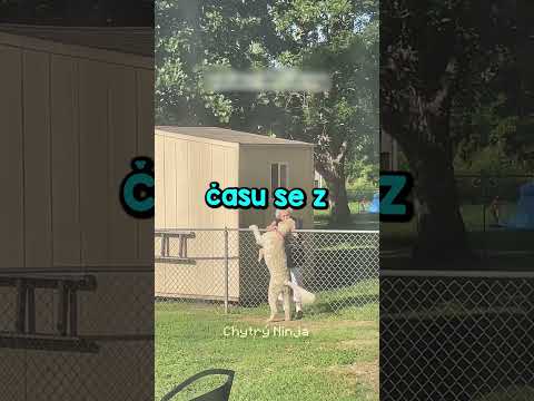 Nejsladší Přátelství Psa Se Sousedem! 🐶😳
