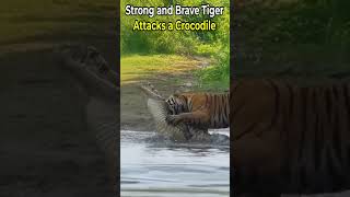 Strong and Brave Tiger Attacks a Crocodile