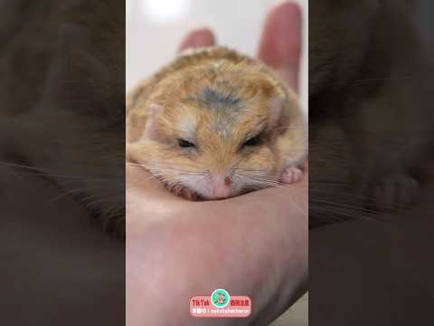 フライングソーサーーー！！！！！#マカロニマウス