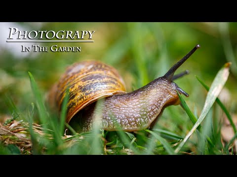 Photography In The Garden During Lockdown
