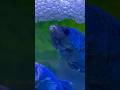 Female Betta Keeps Her Eggs Safe Mother S Love ️ Breeding Shorts Bettafish