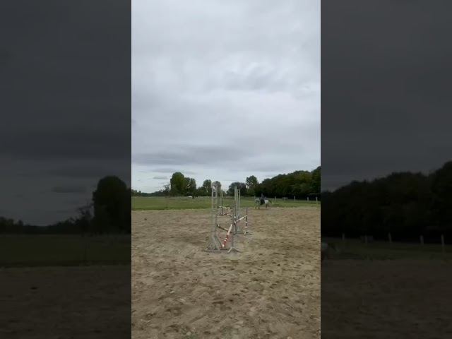 À vendre, superbe poney gris de 5 ans, toisant 146 cm, 