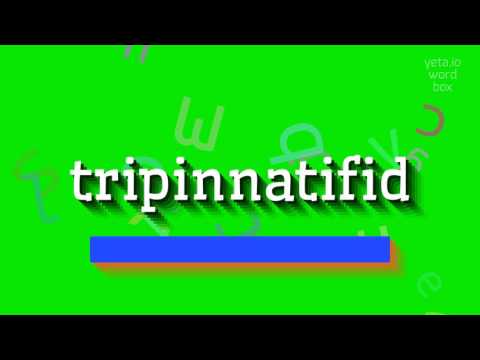 HOW TO SAY TRIPINNATIFID? #tripinnatifid