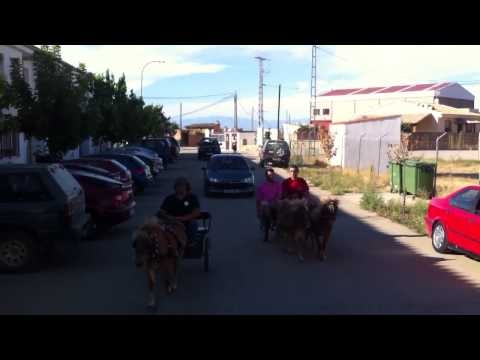 Valdelacasa de tajo fiestas 2012