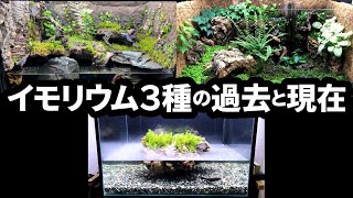イモリウム3種の過去と現在