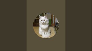 昼寝💤とかいいよねる　タケヒデ栗林摩論錦織　ライブ配信中！