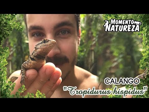 Calango (Tropidurus hispidus) - Momento Natureza