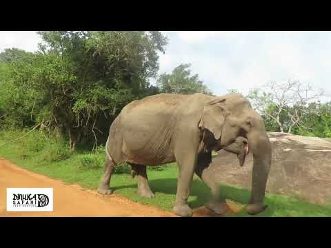 Dinuka safari book now +94741003585 Yala National park www.dinukasafari.com  elephant walk close us