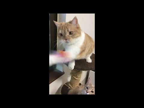 [Petz Route] Cat Punch!!! with Kasha Kasha (Japanese handmade cat toy)