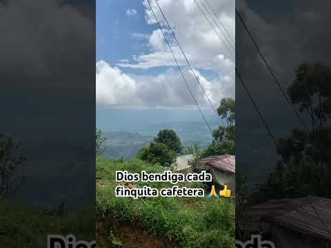 Verdad las delicias Tarqui#cafe#fincas#colombia#huila