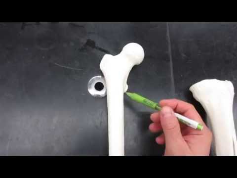 Femur, Tibia, Fibula