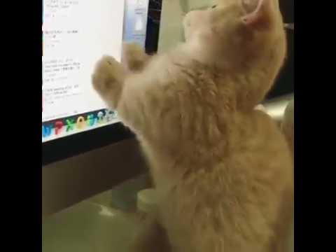 Anteprima Video Gatto ossessionato dal puntatore del mouse del pc!!!