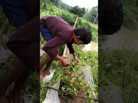 Nirapadara macha dhara video Urmrokote. nabrangpur (Odisha)