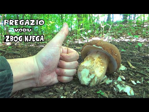 Vrganj - Pregazio vodu zbog njega - Sav mokar