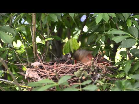 20120601_Cardinal Chick Day9 male-female_0001.mp4