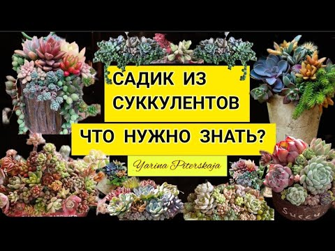 Суккулентные садики. Что нужно знать? Часть 1.