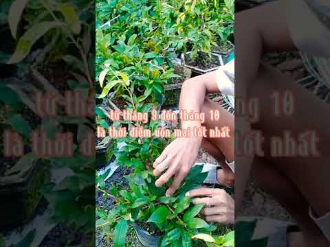 thời điểm uốn mai tốt nhất để chơi tết