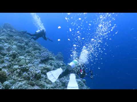 Palau Diving with Reef Hooks