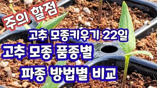 고추 모종키우기 육묘 22일 품종별 파종 방법별 비교 칼탄에이스 홍군 탑소뿔 트리플X  스타골드 [고추재배방…