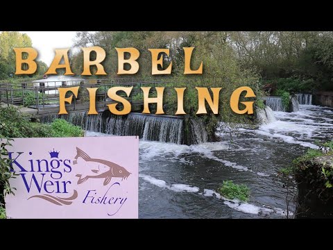 Barbel Fishing @ Kings Weir Fishery