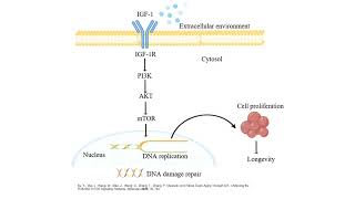 IGF-1 Signaling: A Key Pathway in Cancer, Longevity & Drug Development