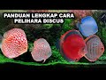 Cara Merawat Ikan Hias Discus