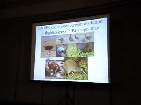 Edwards: Comparative genomics of feathers and flightlessness in birds.