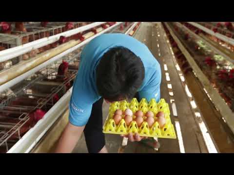 Testimoni Peternak tentang Biosekuriti 3 Zona