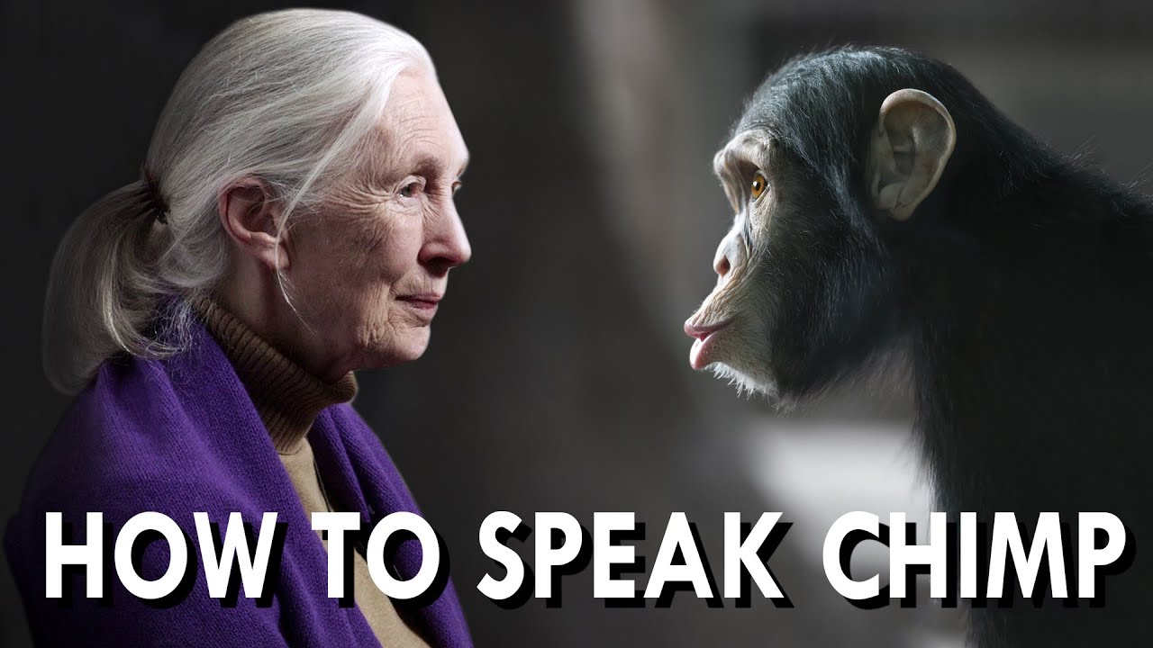 Should Chimps have Rights? (feat. Dr. Jane Goodall)