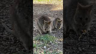 クォッカの親子 #australia #perth #quokka #solotravel #オーストラリア #rottnestisland  #パース #ひとり旅
