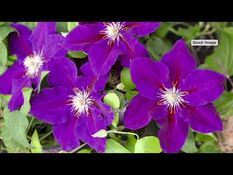 Roberta's 1-Pc 2-in-1 Red, White and Blue Clematis Live Plant on QVC