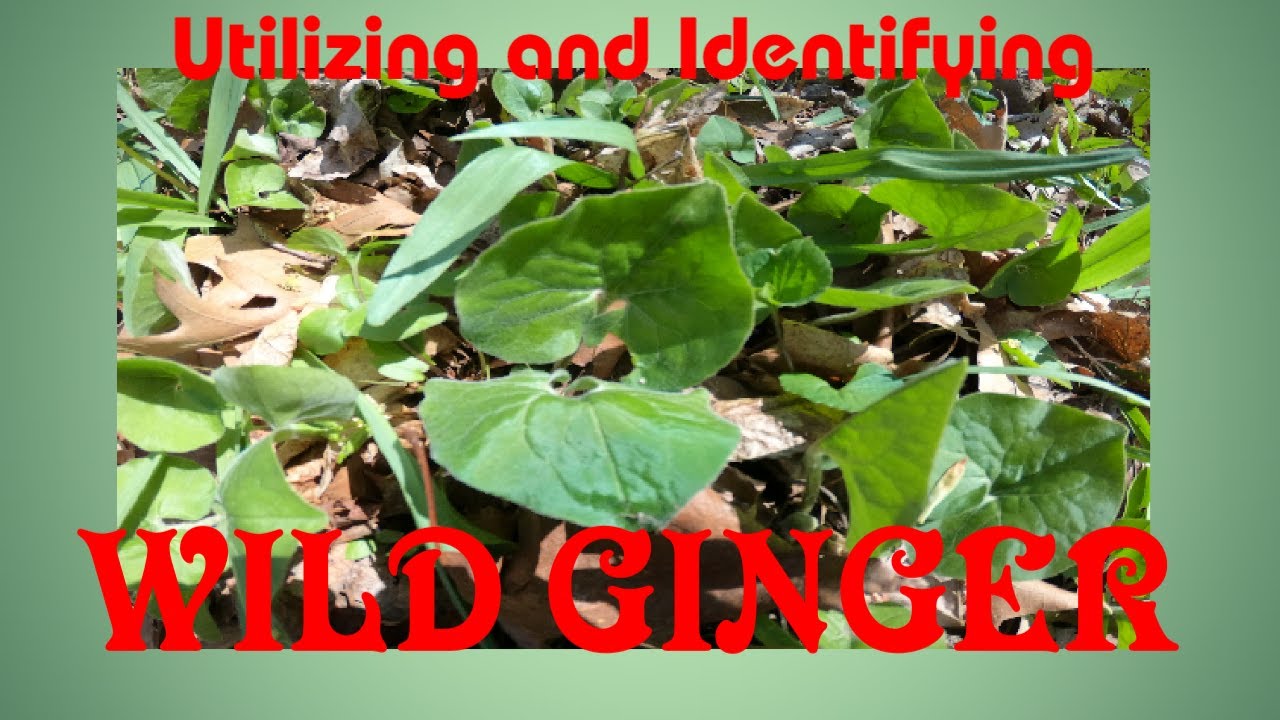 Utilizing And Identifying Wild Ginger