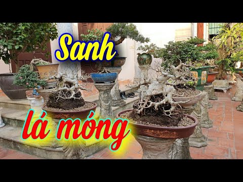 SH.5628. Giao lưu nhiều Sanh lá móng đẹp vườn Mạnh Cường Phúc Thọ Hà Nội. Đth liên hệ 0389.281.677