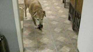 Video of my dog and cancer affecting his front leg