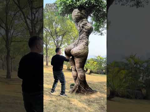 The tree is angry. #Magic Tree# A thousand-year-old tree #mobile special effects #