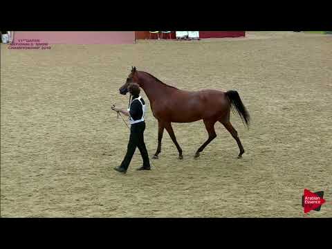 254 MASROURA AL SHAQAB - 21st Qatar National 2018
