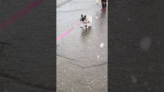 愛犬初めての雪