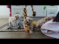 Maltipoo dogs for sale: Teddy - Video 1