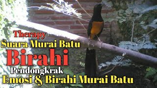 Download lagu SUARA MURAI BATU BIRAHI UNTUK PENDONGKRAK EMOSI DAN BIRAHI MURAI BATU l PANCINGAN BIRAHI MURAI BATU mp3