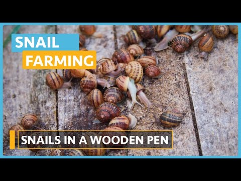 Snail Farming Lesson 1 Introduction