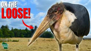 I Investigated The Giant African Bird Roaming The Midwest