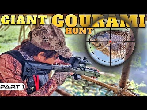 EP901-P1 - Nakarami ng Giant Gourami